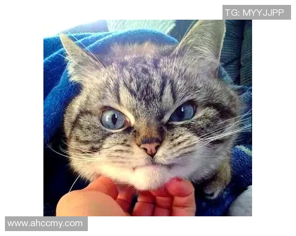 猫咪意外成足球明星引发热议网友纷纷点赞其超凡球技与可爱形象